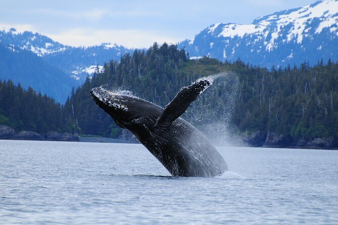 26 Glacier Cruise and Coach from Anchorage, AK - Prince William Sound on a catamaran: glacier-front time plus wildlife odds