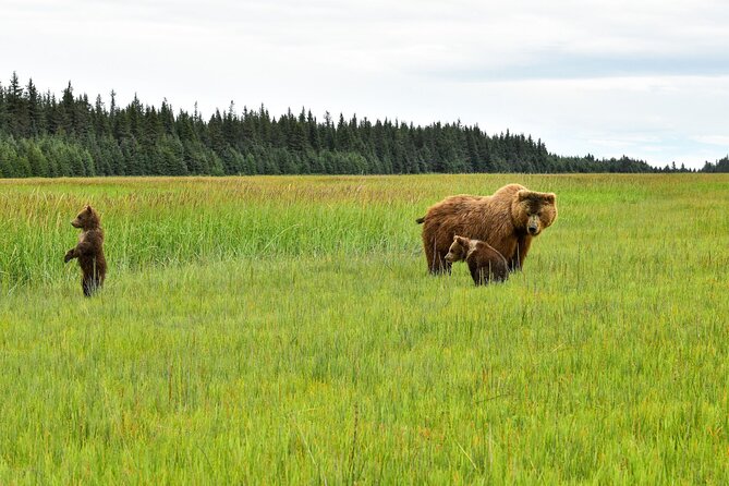 Alaska Bear Viewing Adventure from Seward - Key things I’d pay attention to before you go