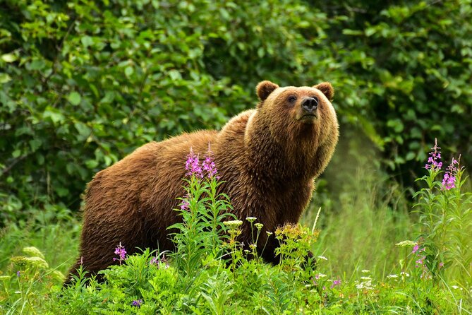 Alaska Bear Viewing Adventure from Seward - The Kenai River Run: 7 Miles of Scenery, Rapids, and Wildlife