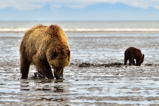 Alaska Bear Viewing Adventure from Seward - Price and Logistics: Is $1,471.50 Worth It?