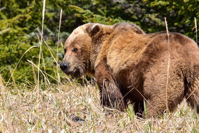 Alaska Bear Viewing Adventure from Seward - Who Should Book This Kenai River Packraft Adventure