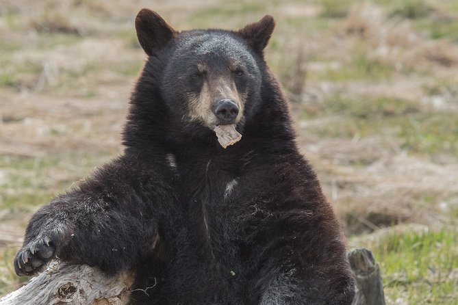 Alaska Wildlife Day Tour with Free Hotel Pickup - A smart 4-hour plan for Anchorage wildlife lovers