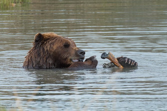 Alaska Wildlife Day Tour with Free Hotel Pickup - Included value: water, snacks, and admission without extra stops