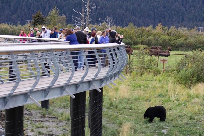 Alaska Wildlife Day Tour with Free Hotel Pickup - Weather and timing: how to get the best out of the day