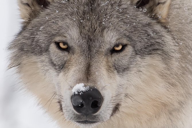 Alaska Wildlife Tour - A Half-Day Tour That Gives You Two Kinds of Wildlife Magic