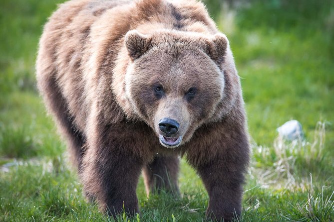 Alaska Wildlife Tour - Turnagain Arm: Why This Stretch of Water Gets So Much Attention