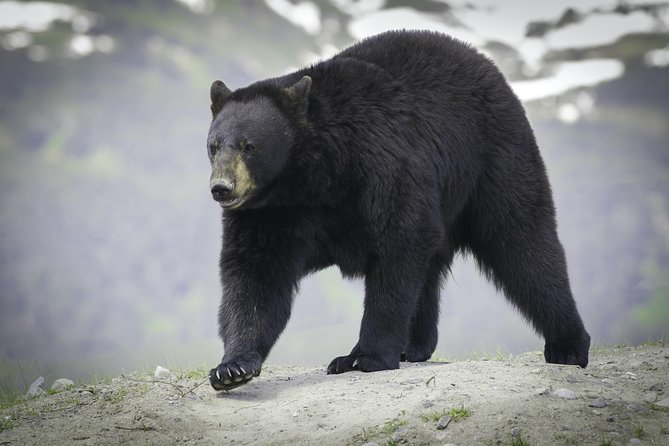 Alaska Wildlife Tour - Bird Point and the Wildlife-Spotting Mindset