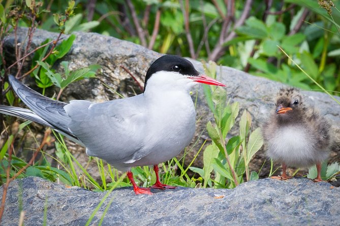 Alaska Wildlife Tour - Guides Make the Day: Eli, Christine, and Quick-Thinking Moments