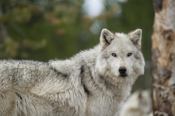 Alaska Wildlife Tour - What You Can Realistically Expect to See