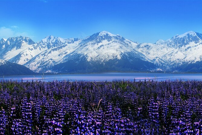 Alyeska/Girdwood Express - Nonstop Airport Express vs Shared Ride to Girdwood: Choose Based on Timing
