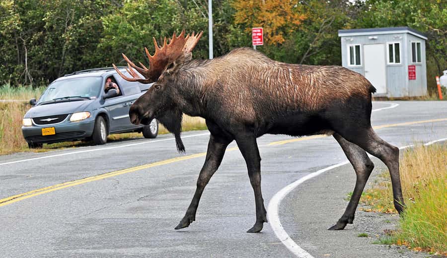 Anchorage: City Tour and Highlights - A 150-minute Anchorage loop that actually covers the city