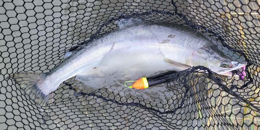 Anchorage: Full-day guided salmon fishing with Hotel Pickup - Salmon on the Schedule: Why Anchorage Flyfishing Feels Different