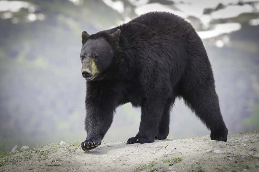 Anchorage: Glacier & Wildlife Discovery Tour (7-hours) - Turnagain Arm on the Seward Highway: Wildlife, Road Views, and Photo Stops