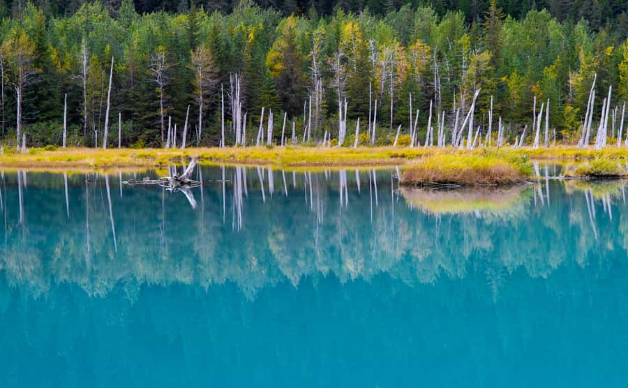 Anchorage: Glacier & Wildlife Discovery Tour (7-hours) - AWCC Wildlife Conservation Center: Seeing Big Animals the Right Way