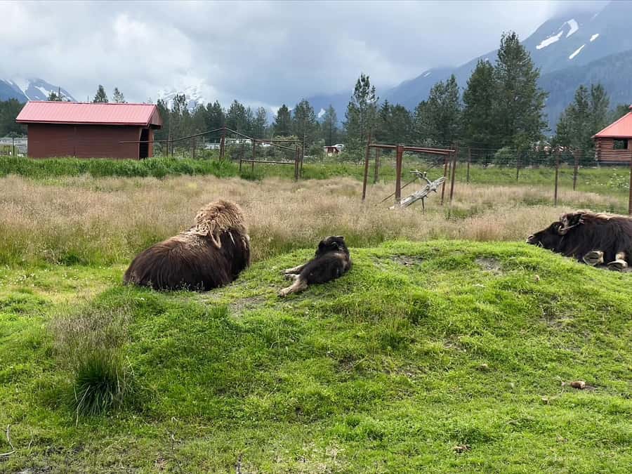 Anchorage: Glacier & Wildlife Discovery Tour (7-hours) - Chugach Mountains Views: Panoramas and the Denali Possibility