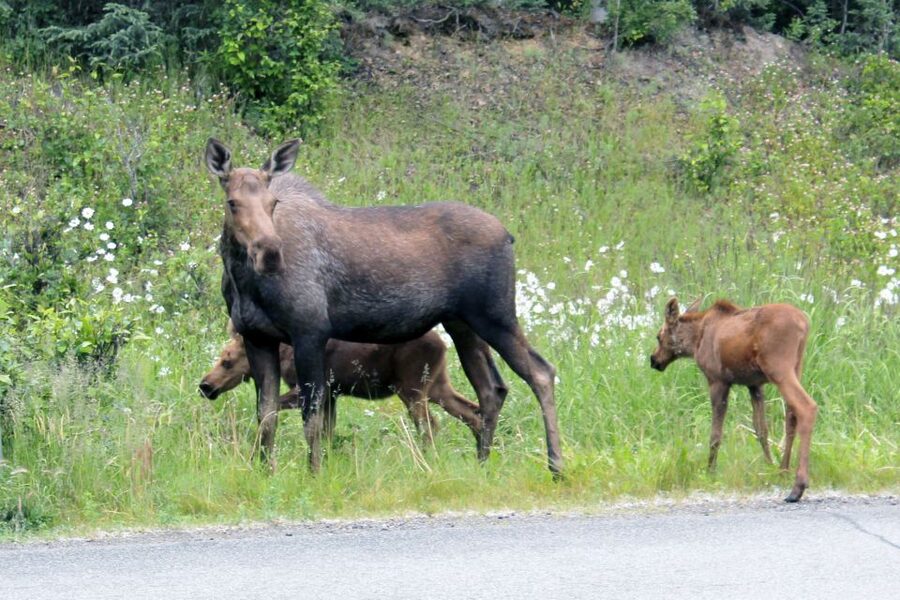 Anchorage: Guided Food and Sightseeing Tour by Van - FAQ
