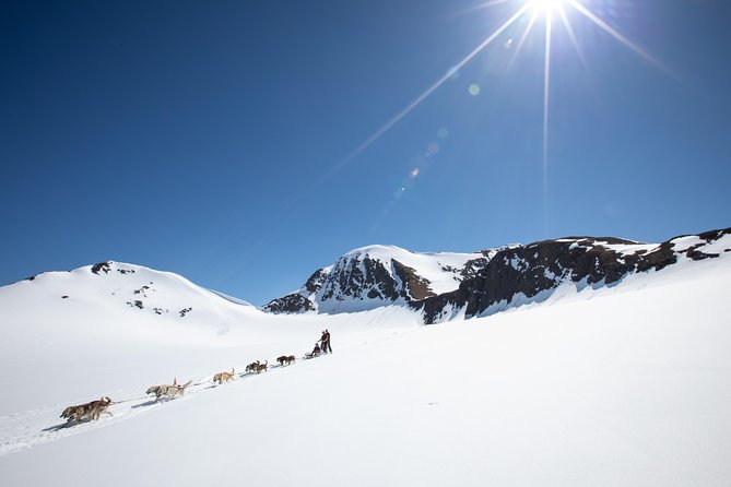 Anchorage Helicopter Glacier Dogsledding Tour - Who should book this helicopter glacier dog sledding tour