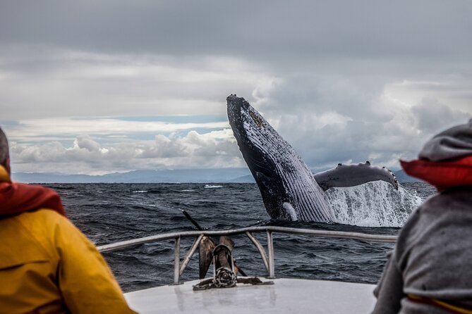 Anchorage: Kenai Fjords & Denali National Park 5 Day 4 Night Tour - Guide Style and Group Comfort: Small Van Energy, Big Wildlife Focus