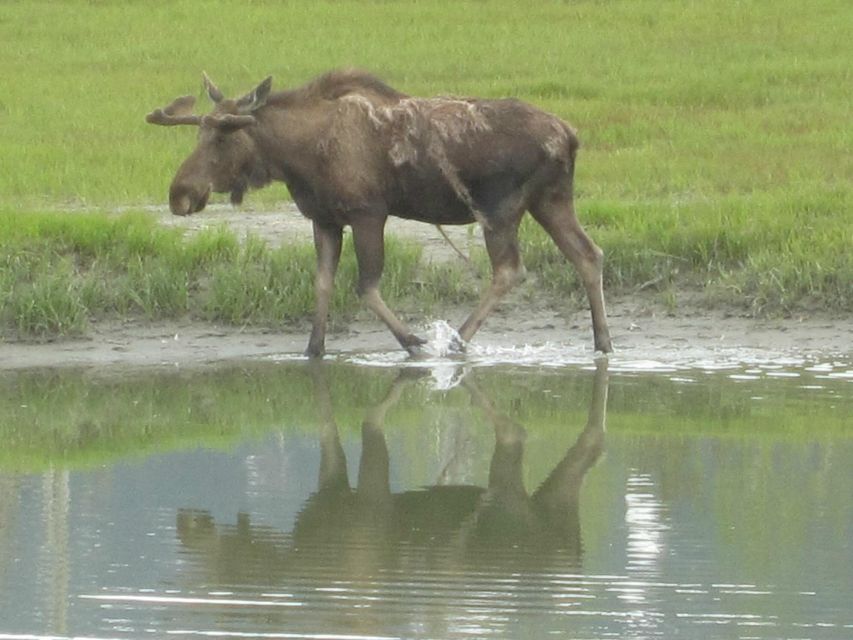 Anchorage: Portage Glacier and Wildlife Explorer Cruise - Key things to know before you go