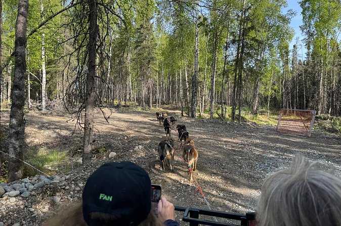 Anchorage's Authentic Dog Sledding Experience - Your turn on the wheeled sled ride (short, fun, and a little bumpy)