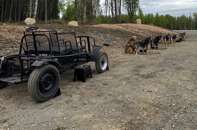 Anchorage's Authentic Dog Sledding Experience - Who this experience fits best (and who should think twice)