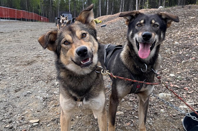 Anchorage's Authentic Dog Sledding Experience - Practical tips so you enjoy every minute