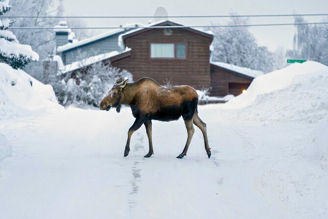 Anchorage's Winter City Tour = Samples + Stops + WildLife - Hot samples at Alaska Sausage and Seafood Company
