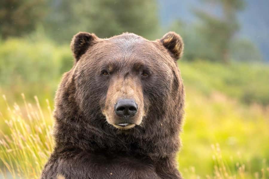 Anchorage: Scenic Tour to Wildlife Center with hotel pickup - Quick highlights before you go