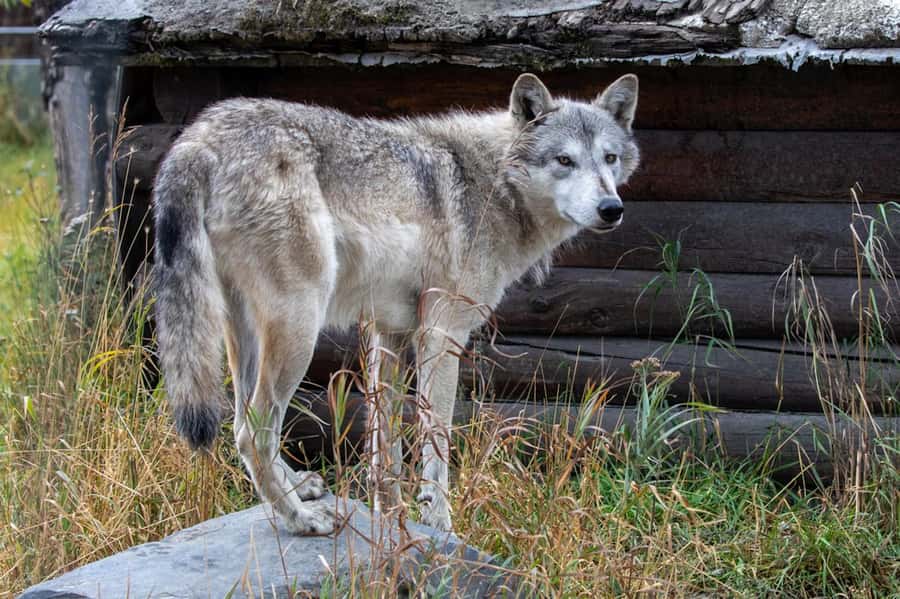 Anchorage: Scenic Tour to Wildlife Center with hotel pickup - Turnagain Arm: why this drive matters as much as the animals