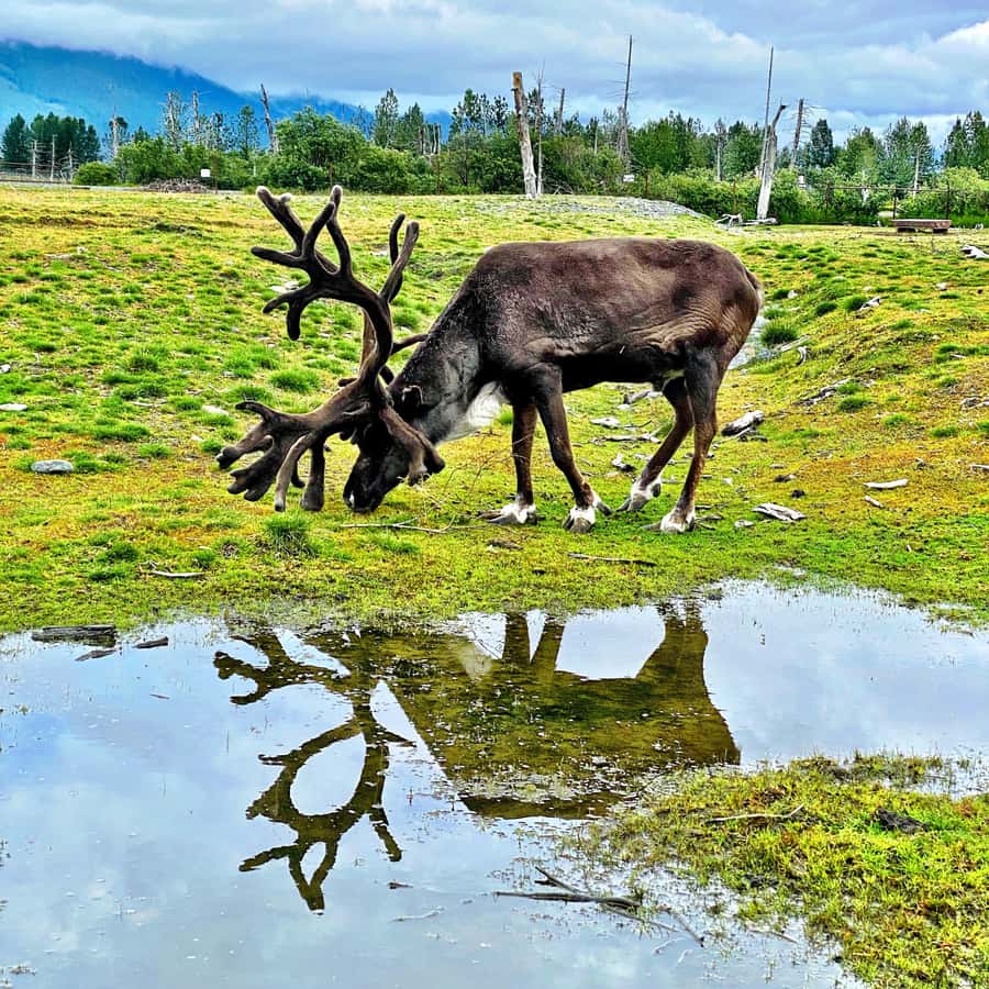 Anchorage: Scenic Tour to Wildlife Center with hotel pickup - The itinerary at a glance: timing that keeps the day from feeling rushed