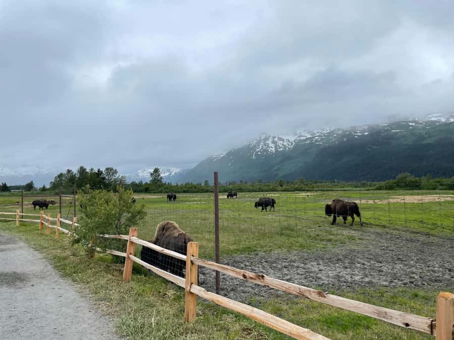 Anchorage: Scenic Tour to Wildlife Center with hotel pickup - Wildlife watching reality check: the goal is looking, not guarantees