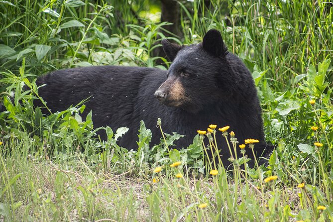 Anchorage to Seward Cruise Transfer & Wildlife Tour - Beluga Point: quick, focused wildlife time