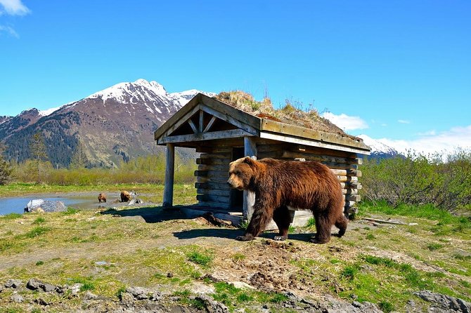 Anchorage to Whittier Cruise Transfer and Private Tour - Key Points That Matter Before You Book