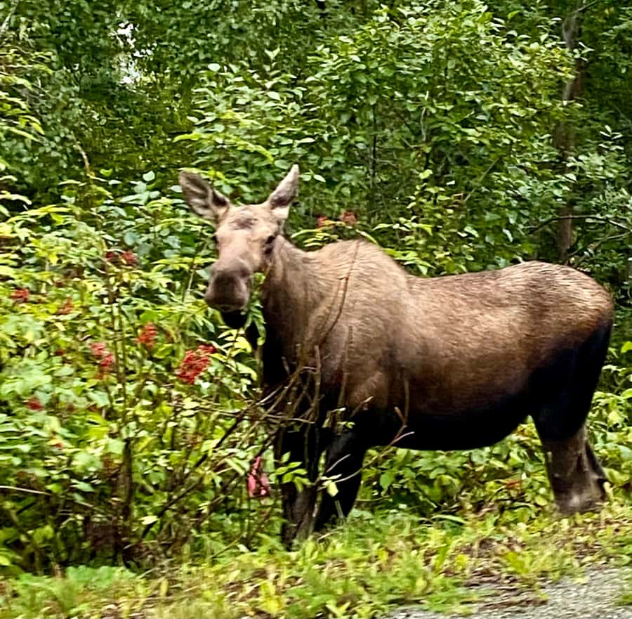 Anchorage: Wildlife Conservation Center & Portage Valley - A 4-Hour Loop That Connects Anchorage to Real Wildlife Country