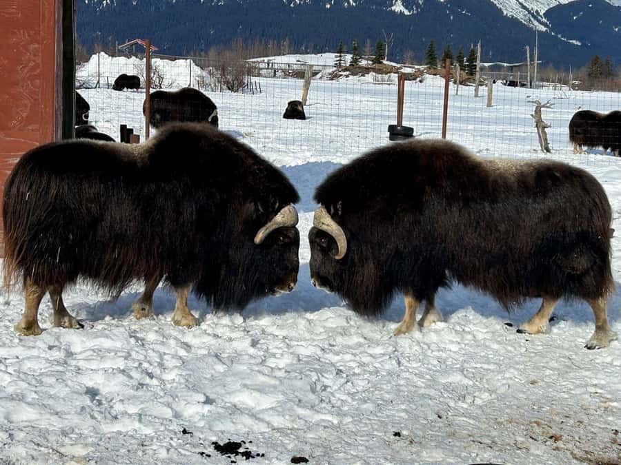 Anchorage: Wildlife Conservation Center & Portage Valley - Turnagain Arm Drive: Beluga Whales, Dall Sheep, and Bald Eagles on the Hunt