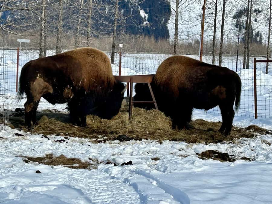 Anchorage: Wildlife Conservation Center & Portage Valley - Best Fit: Who This Tour Suits (and Who Should Think Twice)
