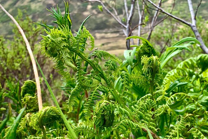 Backcountry Eats & Foraging Treats - Price and value: what you’re paying for at $249