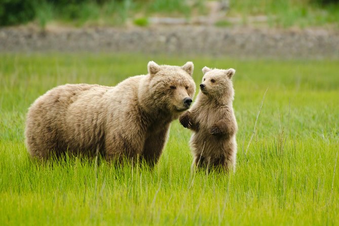 Bear Viewing Excursion and Airplane Adventure Tour - Key highlights to know before you go