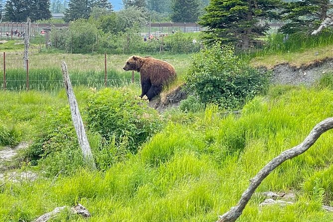 Bears & Beers Tasting Tour out of Anchorage - A 6-Hour Anchorage Combo That Cuts Down Planning