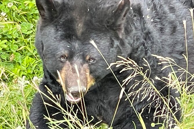 Bears & Beers Tasting Tour out of Anchorage - The Guide Factor: When the Day Has Energy, You Feel It