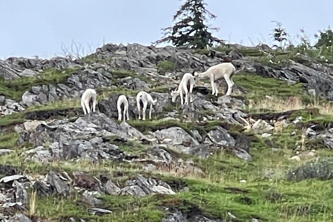 Bears & Beers Tasting Tour out of Anchorage - Seasonal Highlights: Salmon, Belugas, and the Bore Tide
