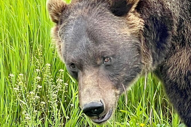 Bears & Beers Tasting Tour out of Anchorage - Portage Glacier Scenery and Photo Stops: High Views and Seasonal Salmon
