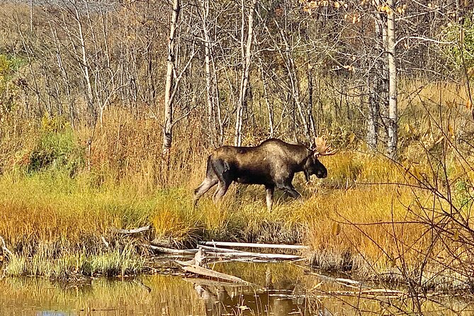 Chugach State Park Nature Walk - Terrain reality: what your body should be ready for
