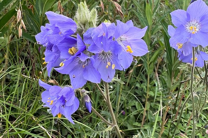 Chugach State Park Nature Walk - Weather and wildlife expectations in the Chugach