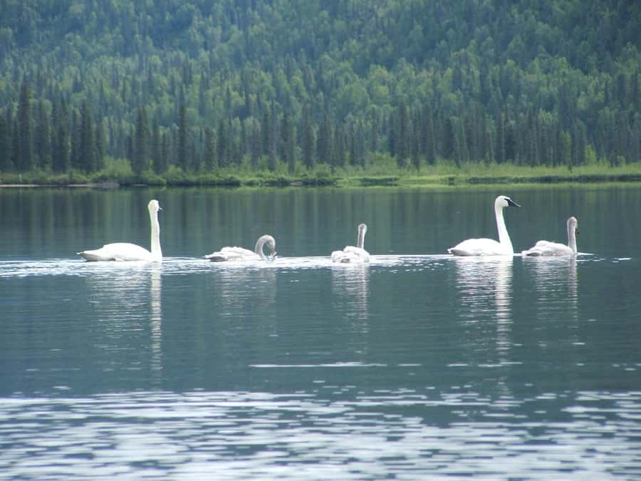 Denali State Park: Guided Byers Lake Kayaking Tour - Byers Lake and Denali: Why This Kayak Trip Feels Different