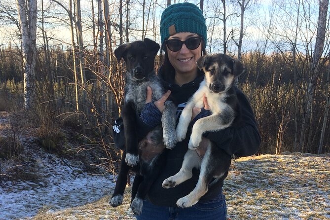 Dog Sledding Adventure in Willow, Alaska - Meeting the Iditarod dog team: the hands-on part you’ll remember