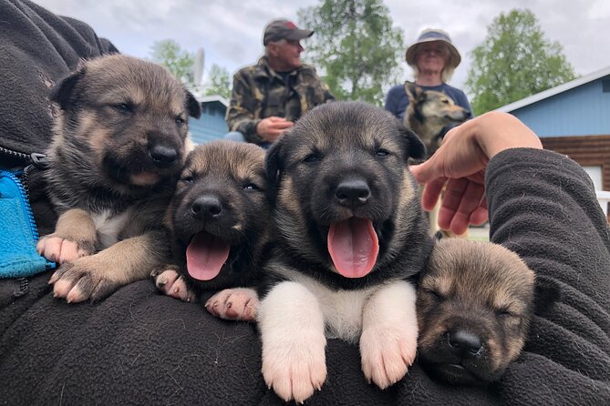 Dog Sledding Adventure in Willow, Alaska - The sled ride itself: private trails, Denali views, and controlled excitement