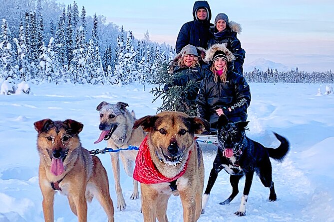 Dog Sledding Adventure in Willow, Alaska - Stop 1 near Mount McKinley: a scenic pause that makes the ride feel complete