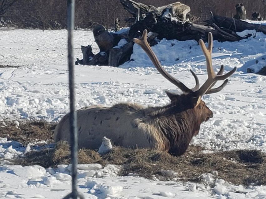 From Anchorage: Alaska Wildlife Center & Turnagain Arm Tour - Where You Meet in Anchorage (and How the Day Starts Smooth)