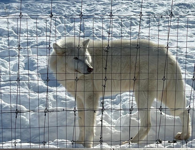 From Anchorage: Alaska Wildlife Center & Turnagain Arm Tour - Alaska Wildlife Conservation Center: Rescued Animals and Real Feeding Time